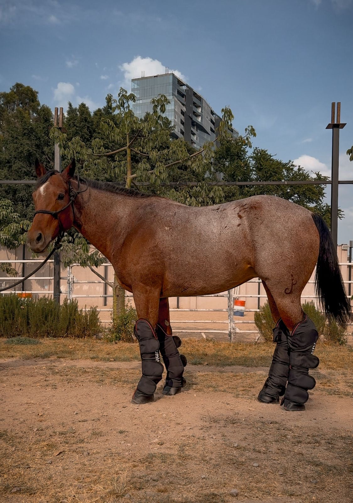 Botas de viaje Brumby