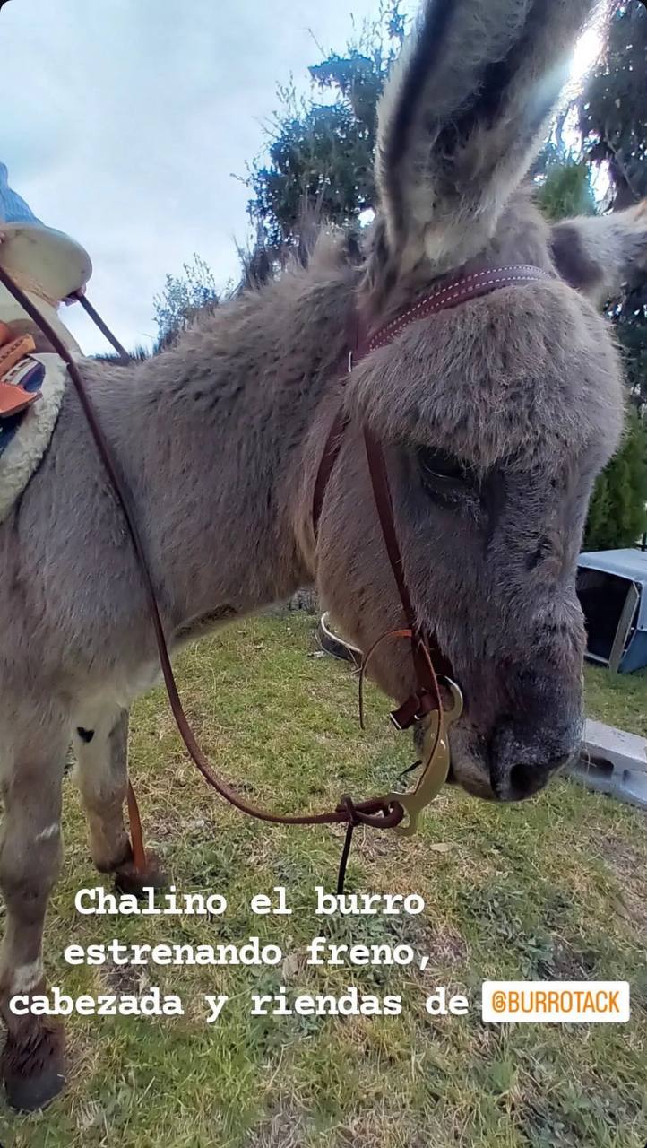Latigo Pony Bridles
