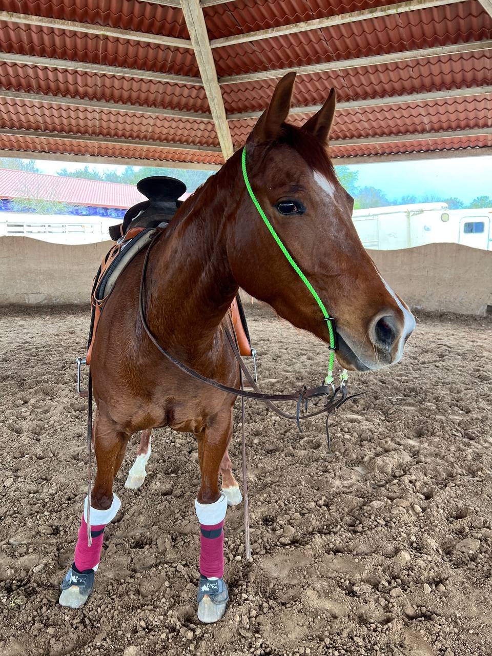 Rope Gag Bridles