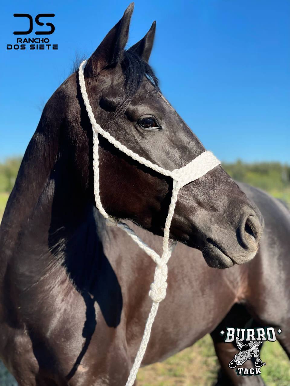 Mule Tape Halter