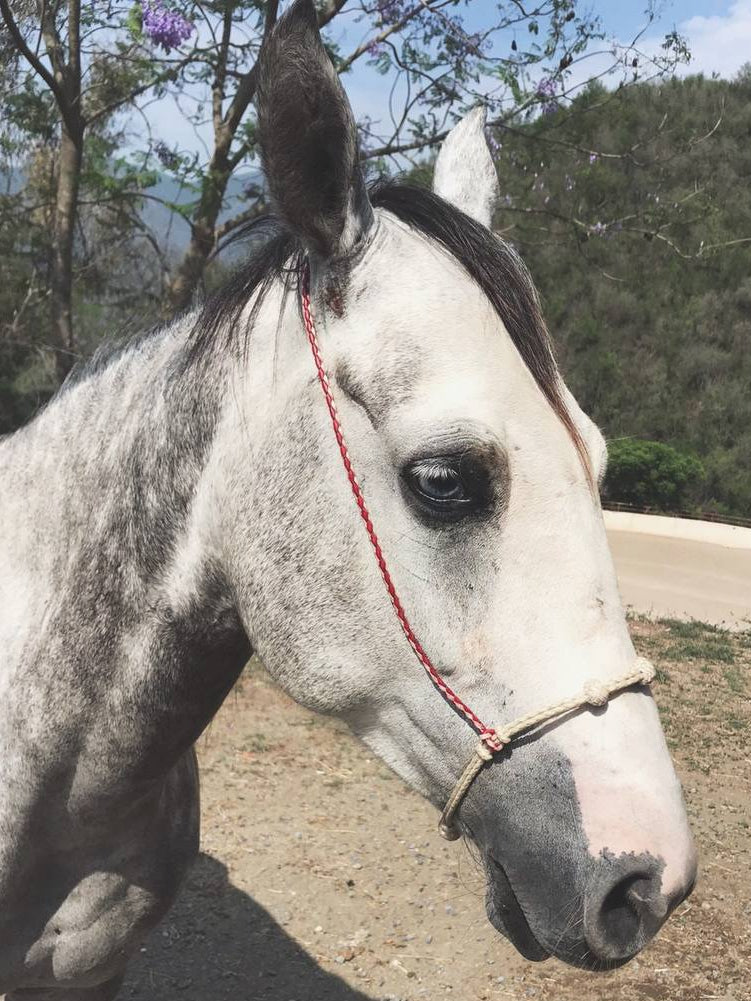 Doubled Braided Rawhide Cavesson
