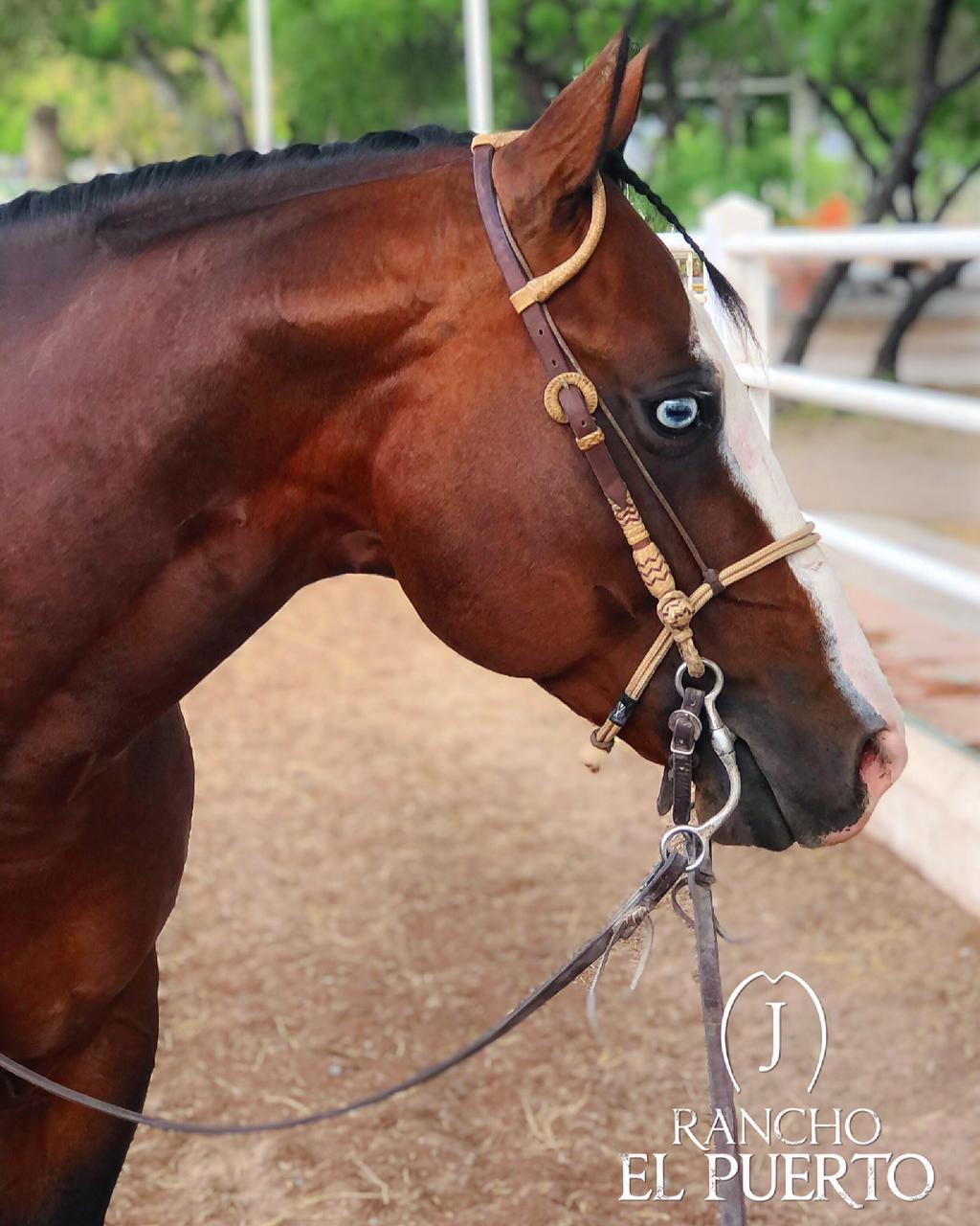 One ear two buckles rawhide ends headstalls