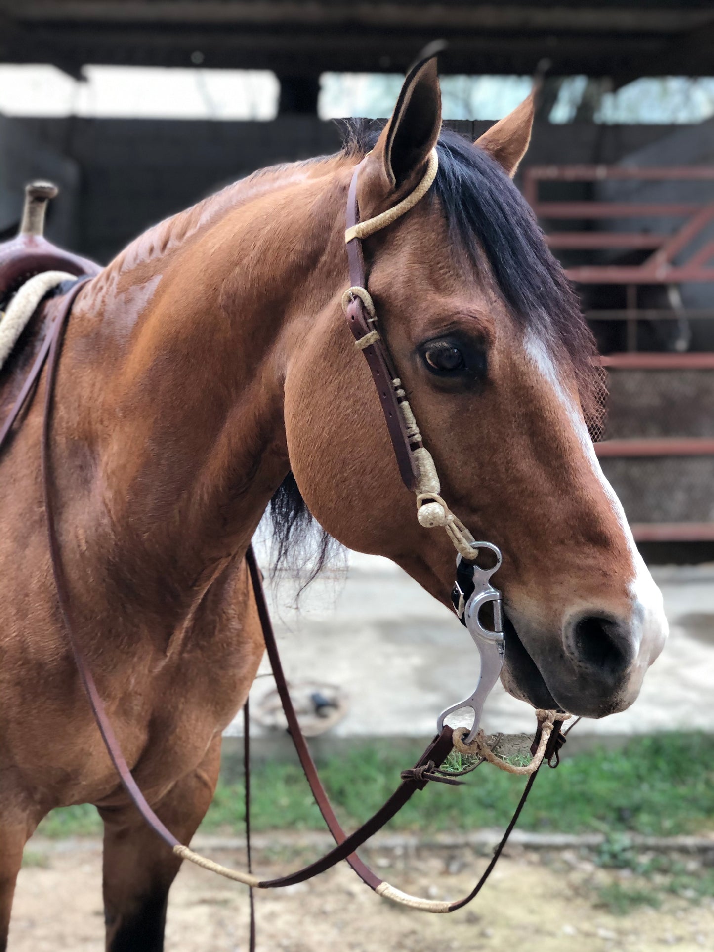 One ear two buckles rawhide ends headstalls