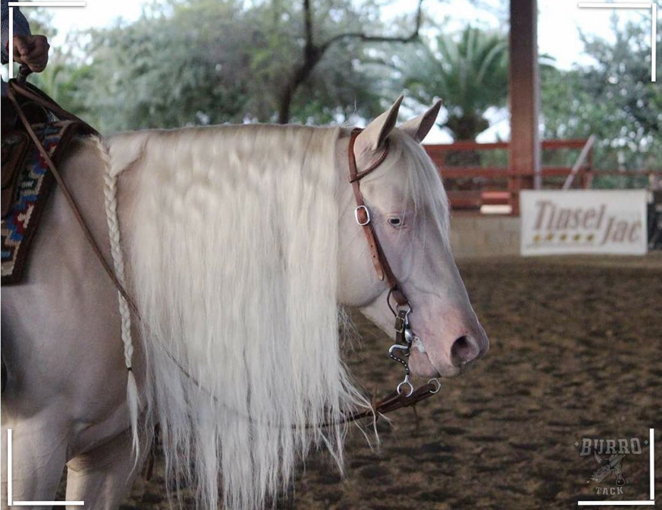 One Ear 2 Buckles Headstall
