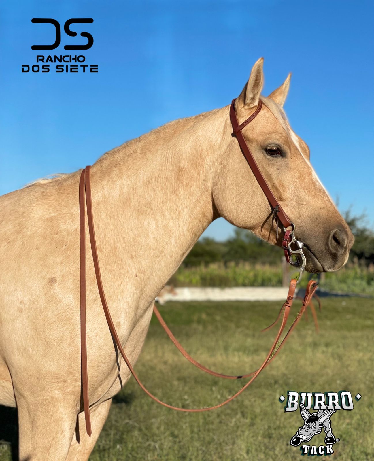 One ear one buckle 3/4” headstall