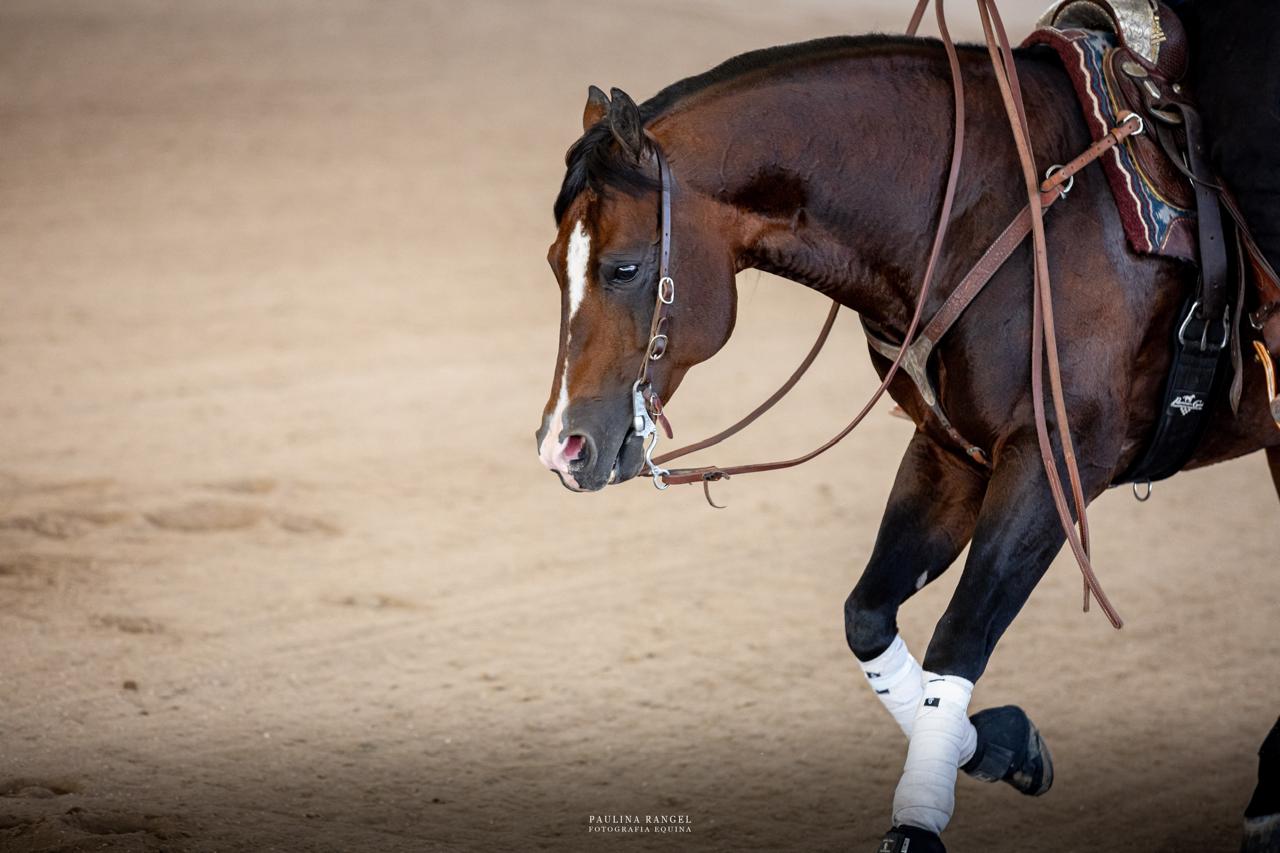 One ear 4 buckles headstall