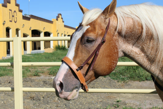 Wide Cavesson noseband