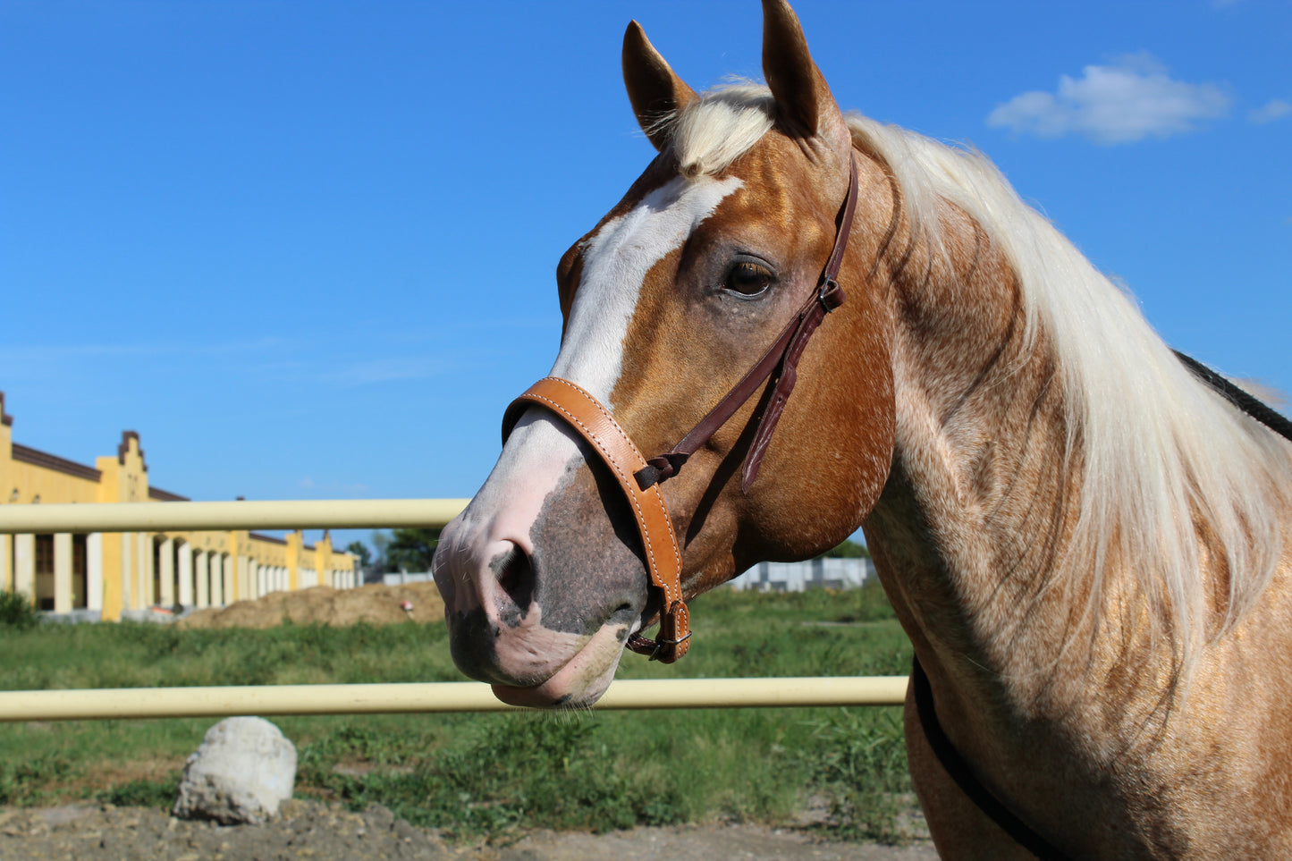 Wide Cavesson noseband