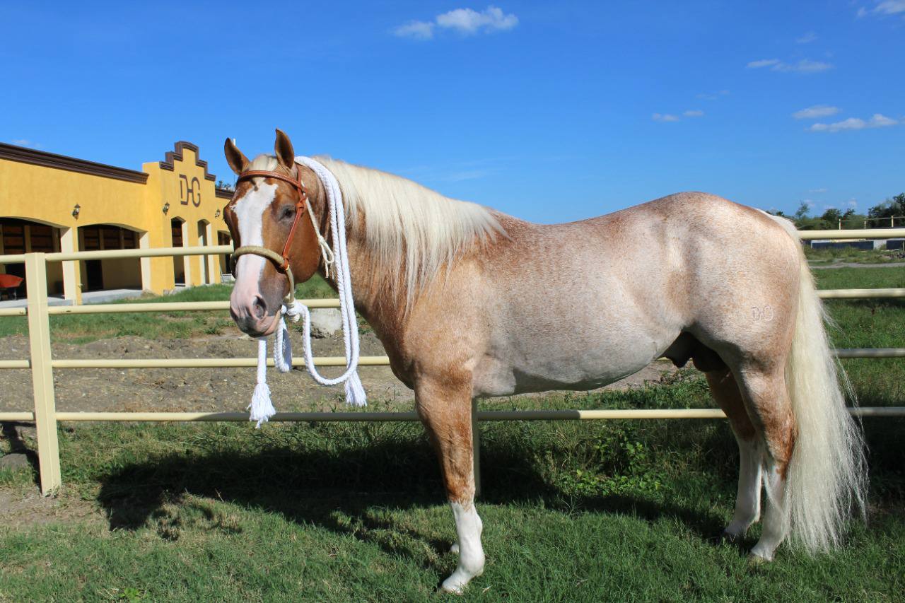 Double Rope Hackamore