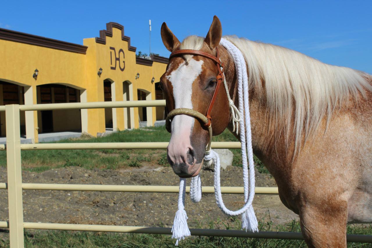 Double Rope Hackamore