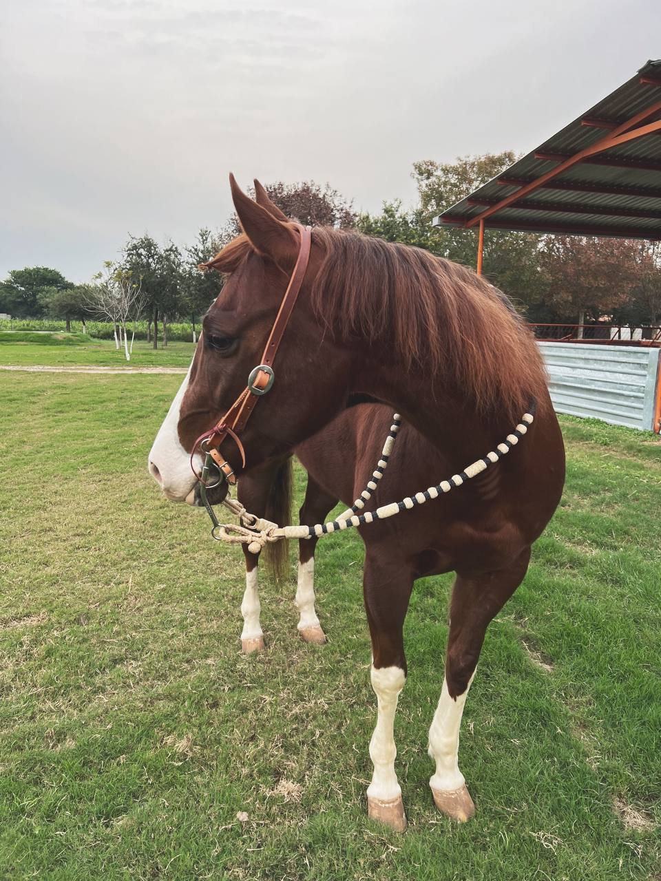 Split Ear Old Harness