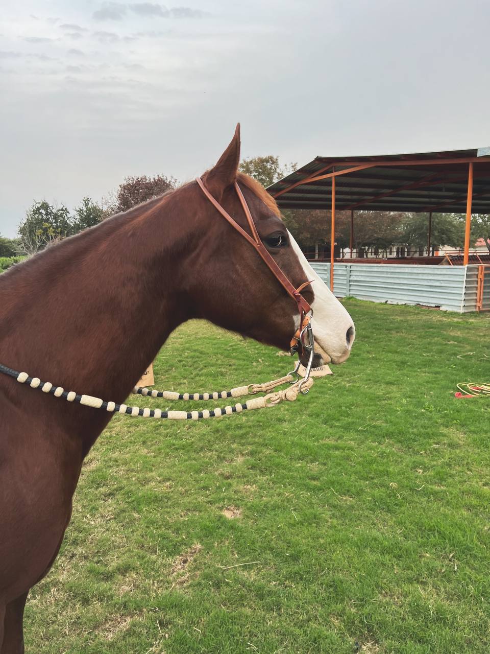 Split Ear Old Harness